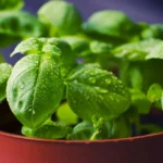 Can Dogs Eat Basil? Safe Amounts, Benefits, and Risks