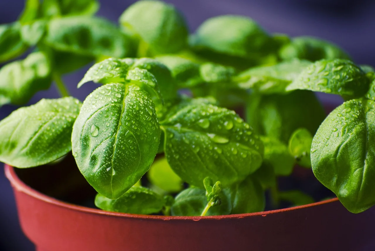 Can Dogs Eat Basil? Safe Amounts, Benefits, and Risks