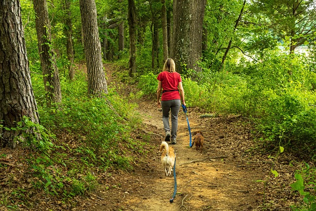 A woman walking two dogs on a forest path