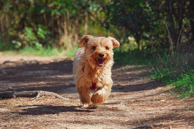 A small fluffy dog running along a dirt path outdoors