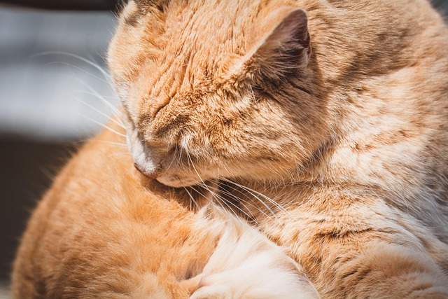 An orange cat grooming its fur