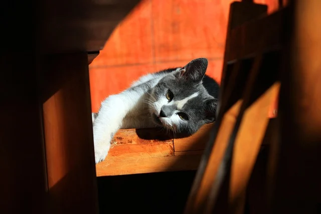 A gray and white cat resting in a sunbeam.