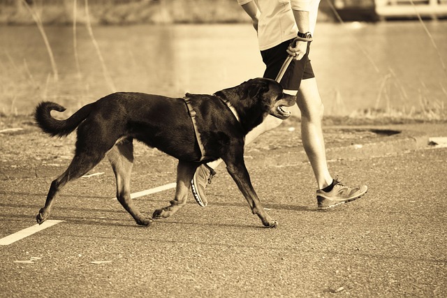A person walking a large dark dog on a leash outdoors
