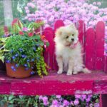 Pomeranian Dog Breed Price: Initial Outlay and Ongoing Costs