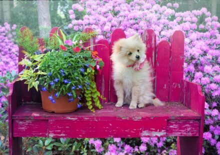 Pomeranian Dog Breed Price: Initial Outlay and Ongoing Costs