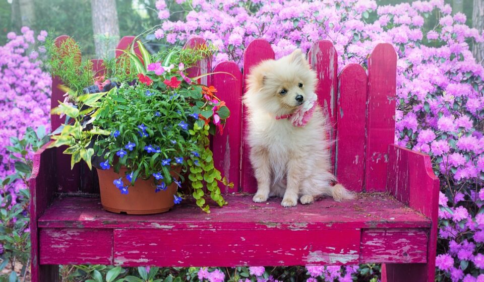 Pomeranian Dog Breed Price: Initial Outlay and Ongoing Costs