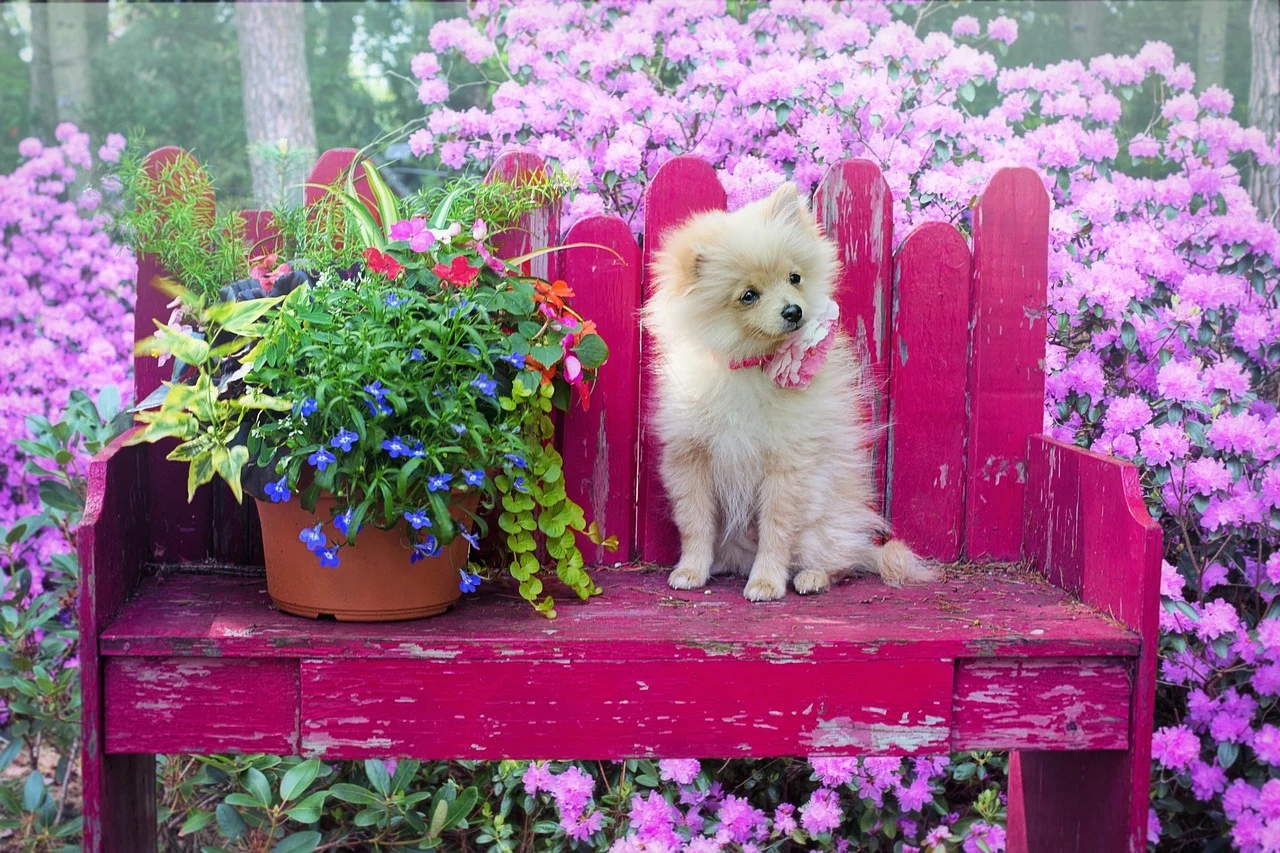 Pomeranian Dog Breed Price: Initial Outlay and Ongoing Costs