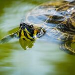 What Did Your Turtle Eat? A Guide to Safe Feeding