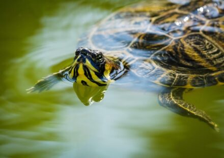 What Did Your Turtle Eat? A Guide to Safe Feeding