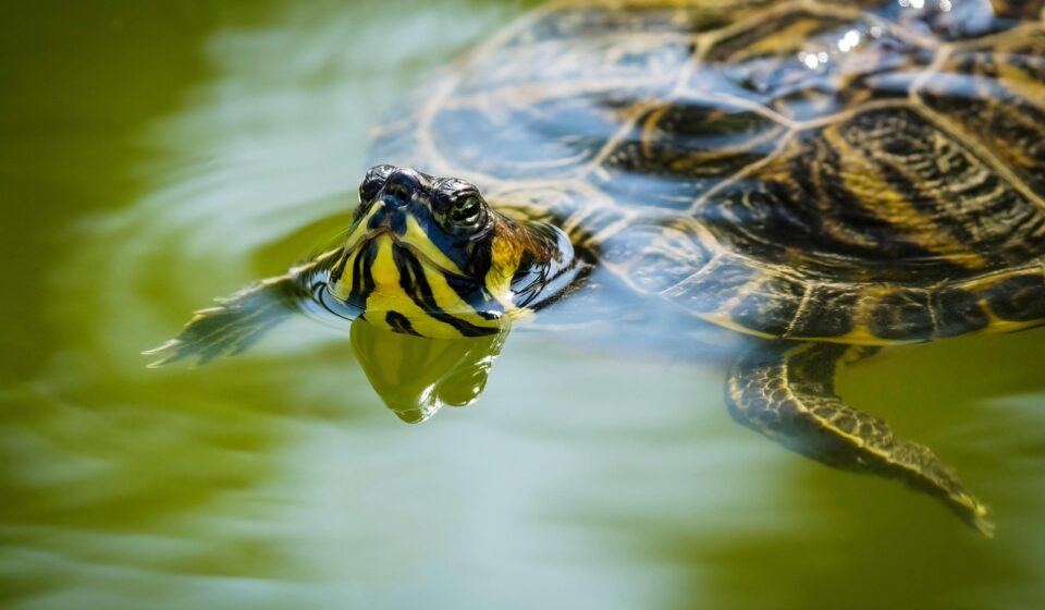 What Did Your Turtle Eat? A Guide to Safe Feeding
