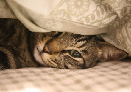 How Long Are Cats Pregnant? Gestation Timelines and Care Guide