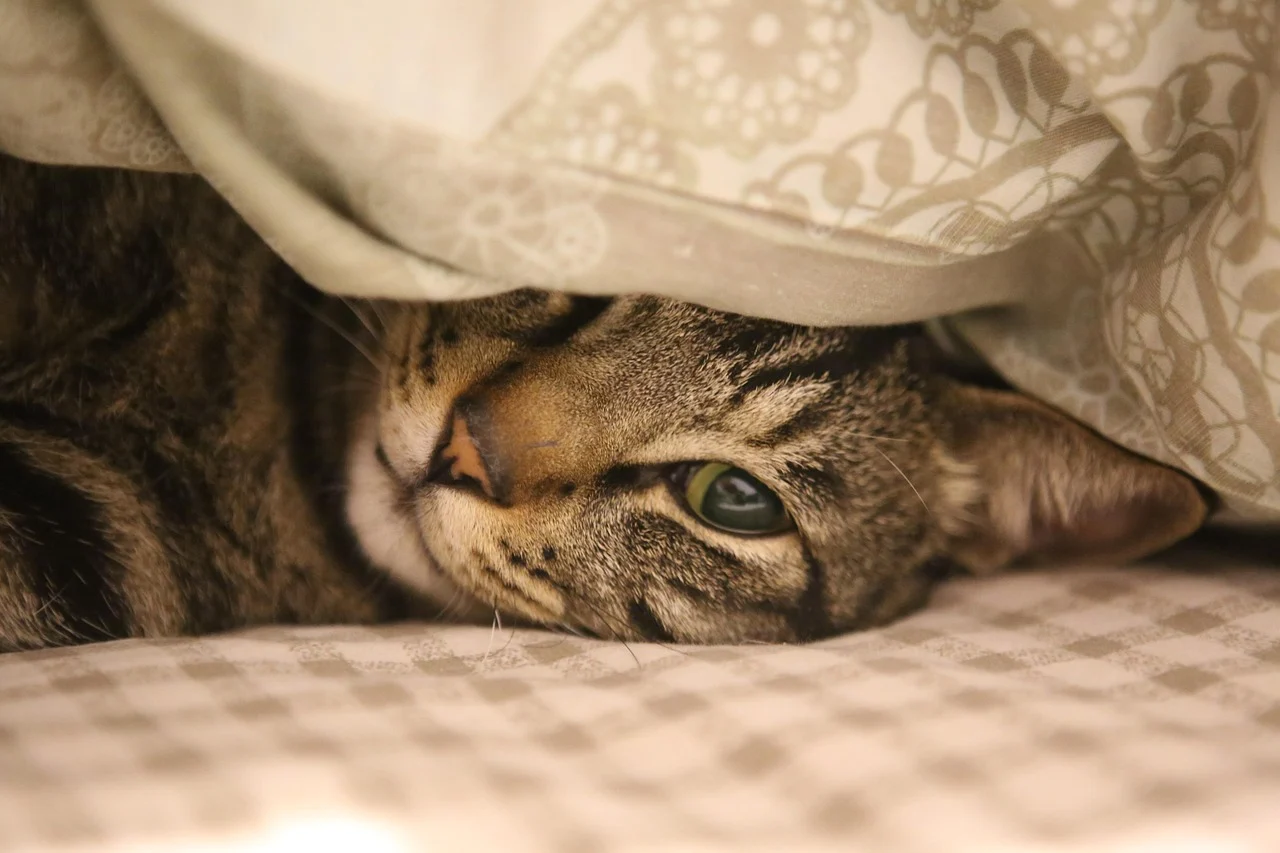 How Long Are Cats Pregnant? Gestation Timelines and Care Guide