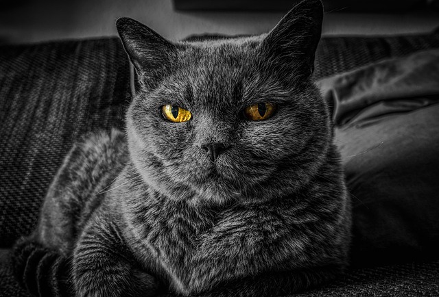 A grey cat with bright yellow eyes resting on a sofa