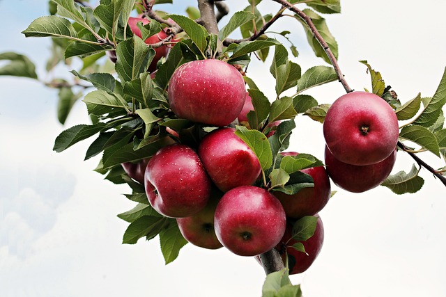 Red apples hanging on an apple tree branch