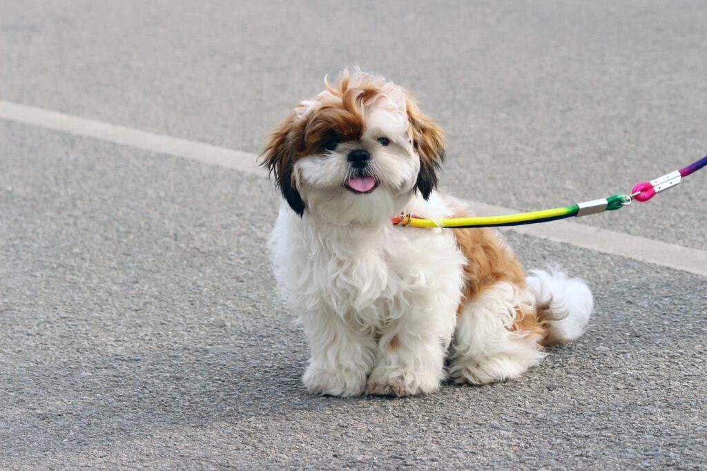 Shih Tzu Canine Care, Health Traits, and Breed Needs
