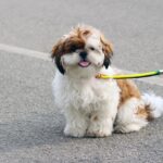 Shih Tzu Canine Care, Health Traits, and Breed Needs