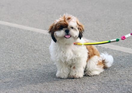 Shih Tzu Canine Care, Health Traits, and Breed Needs
