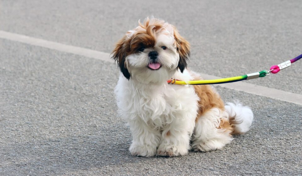 Shih Tzu Canine Care, Health Traits, and Breed Needs