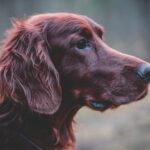 Guide to Spaniel Breeds: Traits, Sizes and Ideal Homes