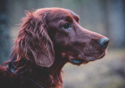 Guide to Spaniel Breeds: Traits, Sizes and Ideal Homes