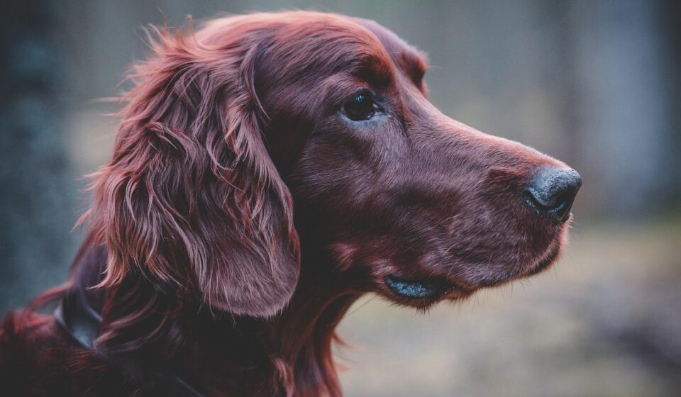 Guide to Spaniel Breeds: Traits, Sizes and Ideal Homes