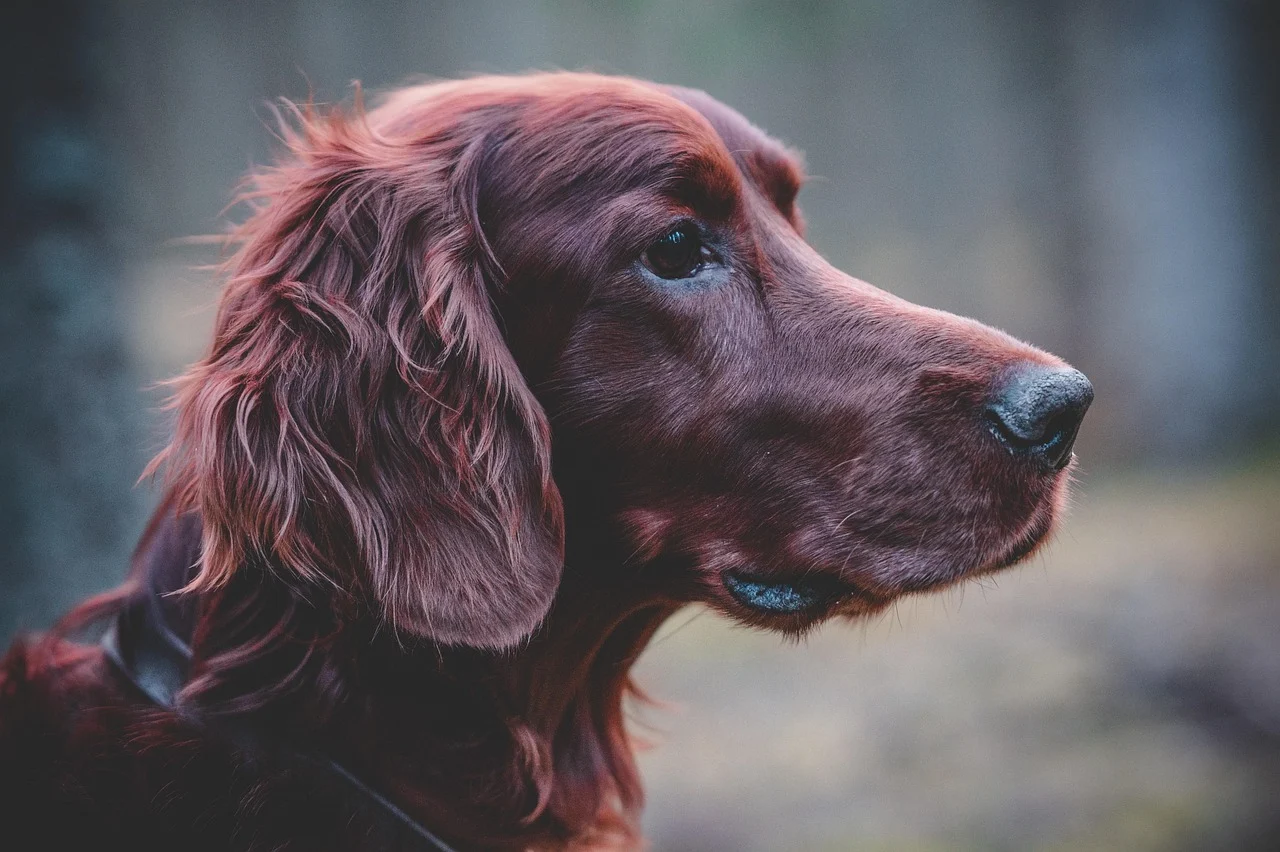 Guide to Spaniel Breeds: Traits, Sizes and Ideal Homes
