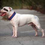 American Pitbull Terrier vs Staffordshire Bull Terrier