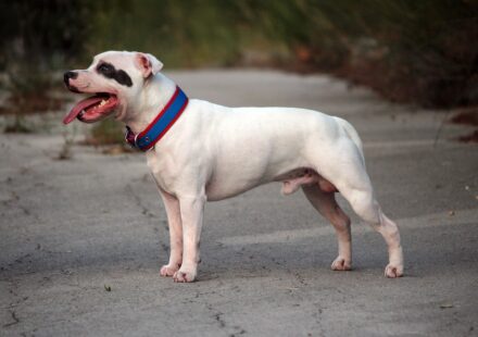 American Pitbull Terrier vs Staffordshire Bull Terrier