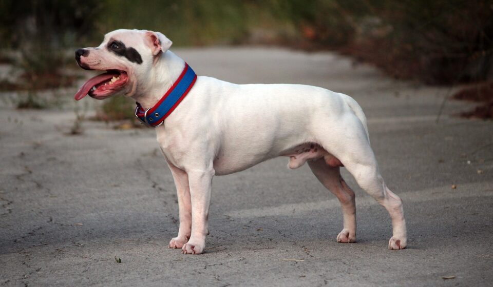 American Pitbull Terrier vs Staffordshire Bull Terrier