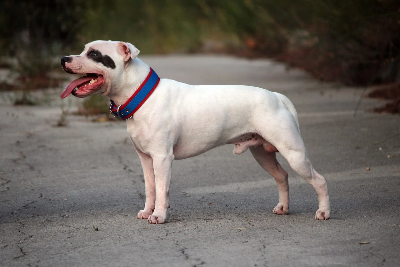 American Pitbull Terrier vs Staffordshire Bull Terrier