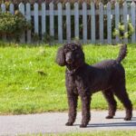 Big Dogs That Don't Shed: Low-Shedding Large Breeds & Care