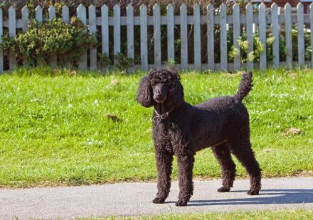 Big Dogs That Don't Shed: Low-Shedding Large Breeds & Care