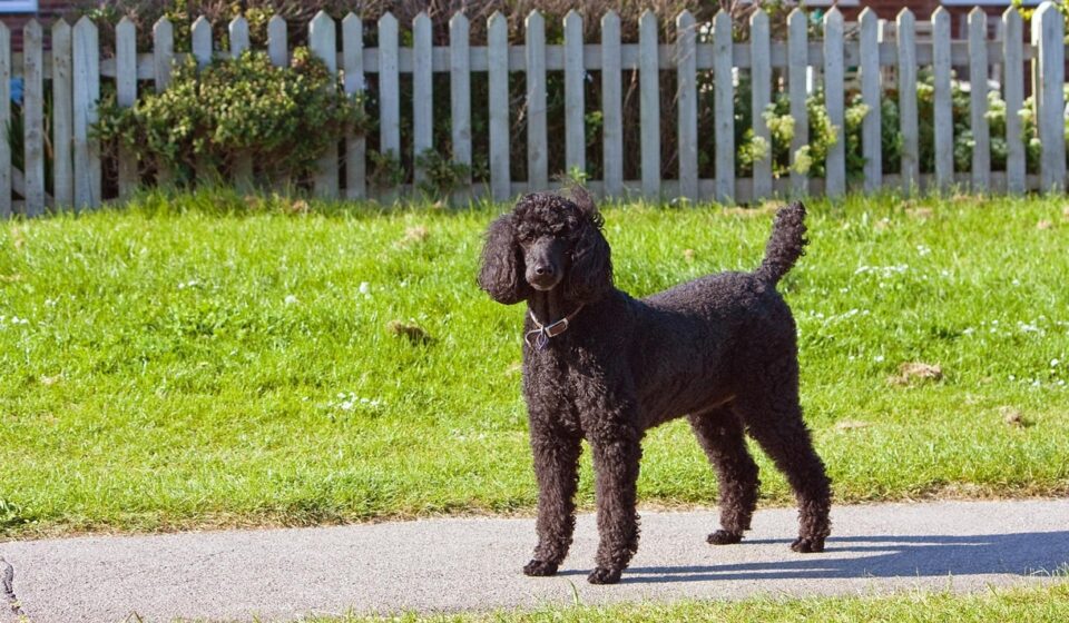 Big Dogs That Don't Shed: Low-Shedding Large Breeds & Care