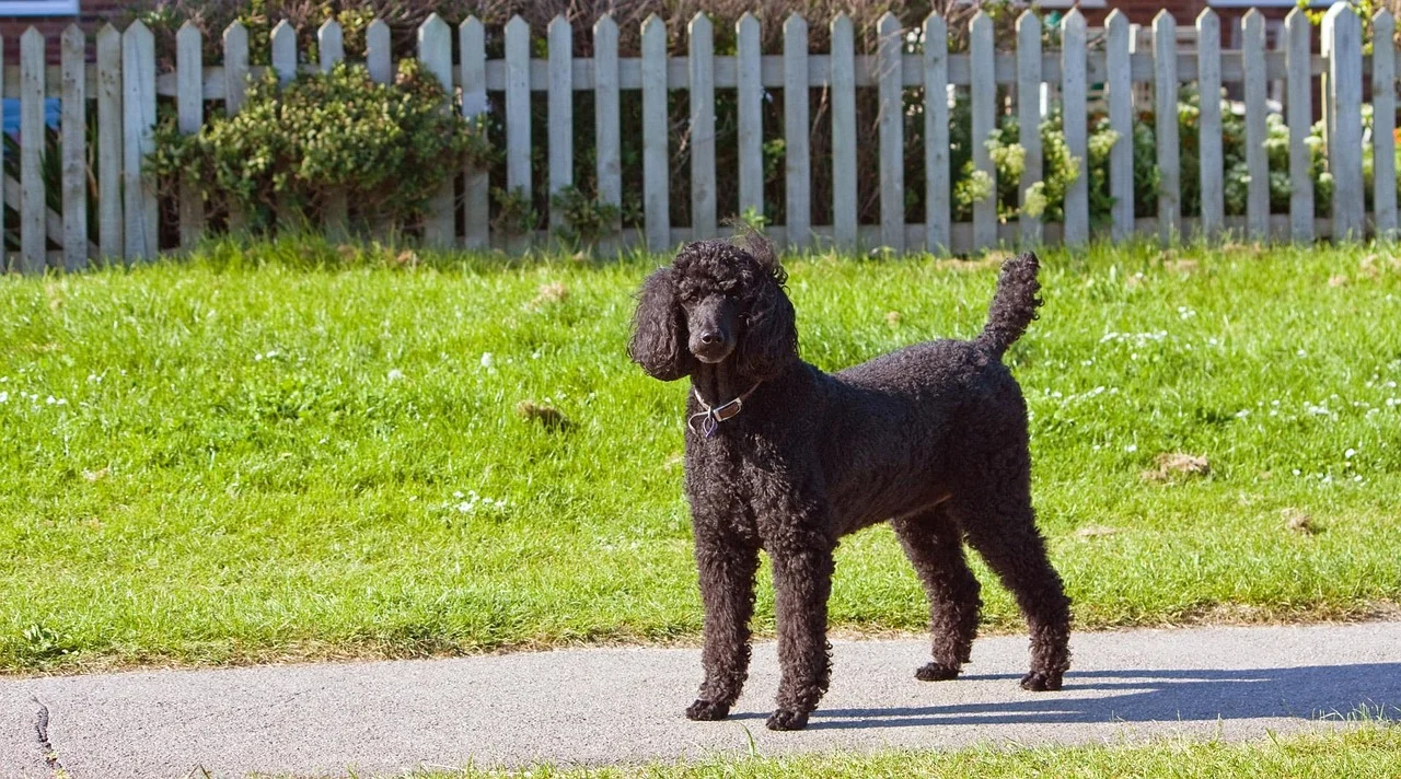 Big Dogs That Don’t Shed: Low-Shedding Large Breeds & Care