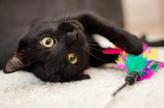 A black cat playing with a colorful feather toy on a light-colored carpet.