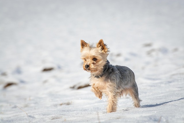 A small Yorkie dog walking outdoors in the snow