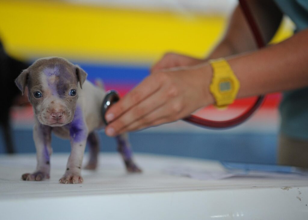 A Practical Puppy Vaccine Schedule for New Owners