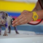 A Practical Puppy Vaccine Schedule for New Owners