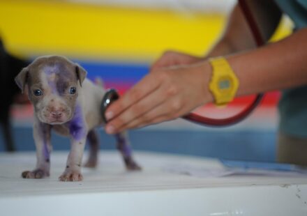 A Practical Puppy Vaccine Schedule for New Owners