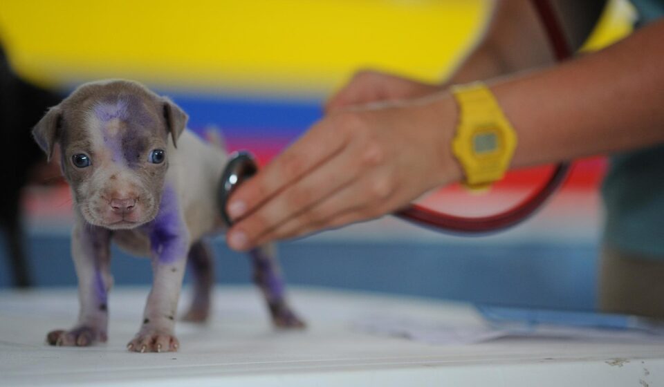 A Practical Puppy Vaccine Schedule for New Owners