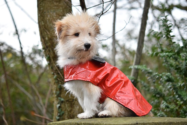 A small fluffy dog wearing a red raincoat outdoors