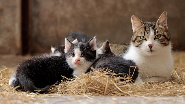 A mother cat lying with her young kittens on straw