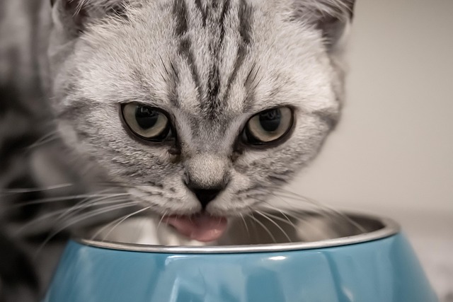 A silver tabby cat eating from a blue bowl
