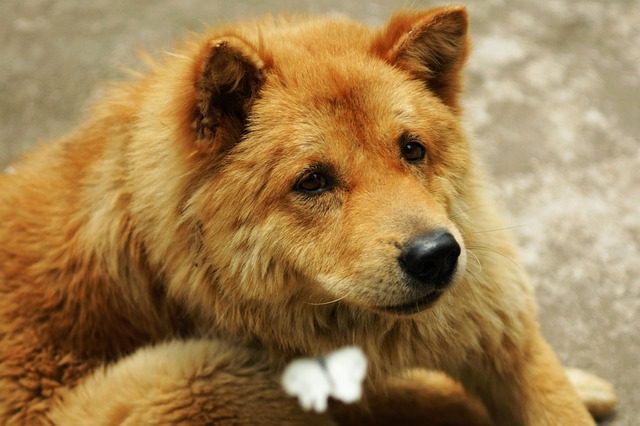 Close-up portrait of a fluffy brown dog looking thoughtful