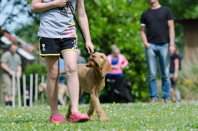 A brown dog walking attentively beside its handler during training