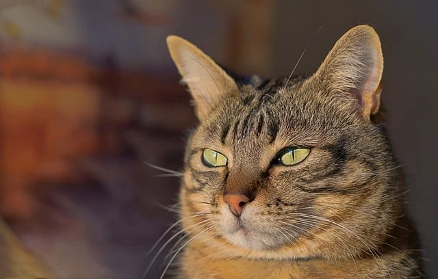 Enzyme cleaner for cat urine: A close-up of a tabby cat's face with green eyes.