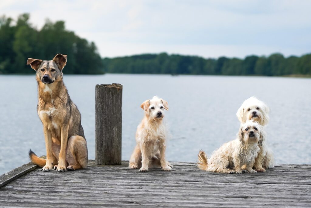 Yorkie Poo Dog Breed: Traits, Care, and Character