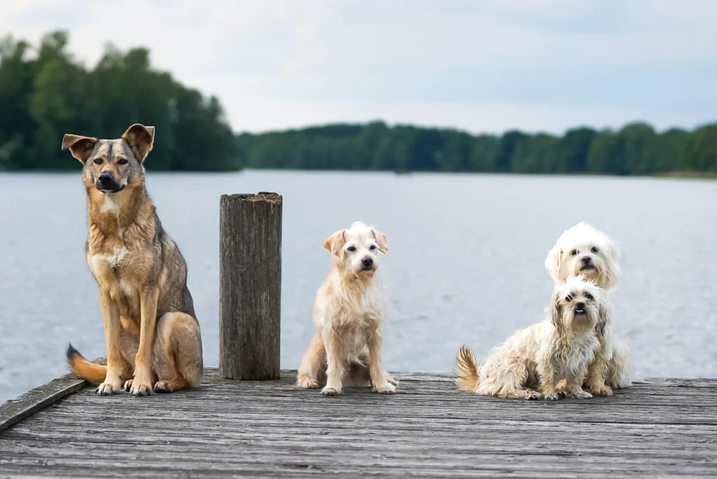 Yorkie Poo Dog Breed: Traits, Care, and Character