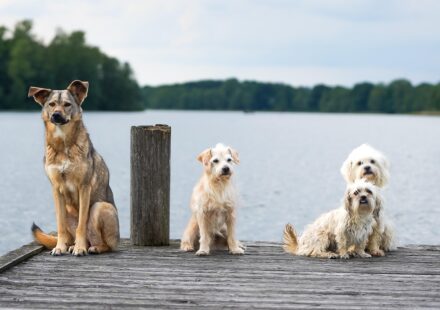 Yorkie Poo Dog Breed: Traits, Care, and Character